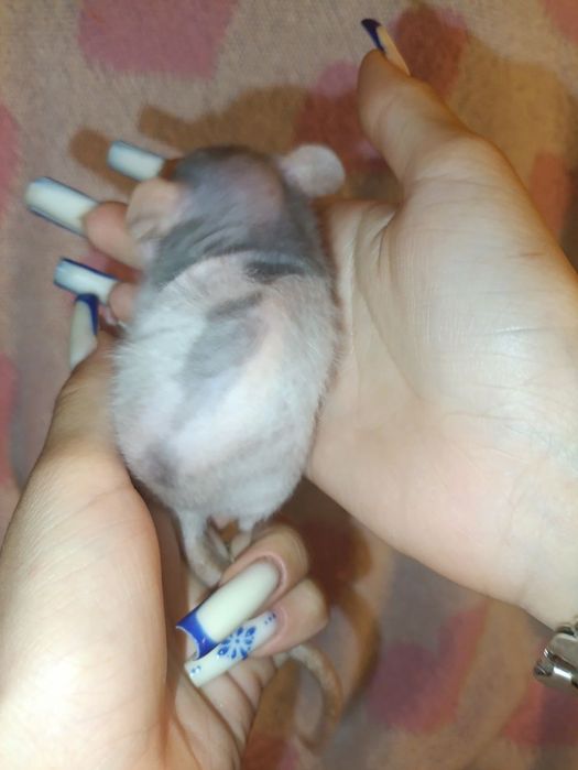 Пацючки    сфінкси