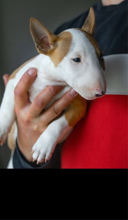 Bull terrier Red & White