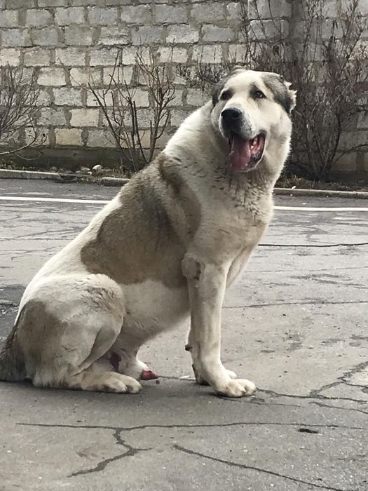 Цуценята чистокровного Алабая