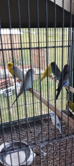 Periquitos várias cores