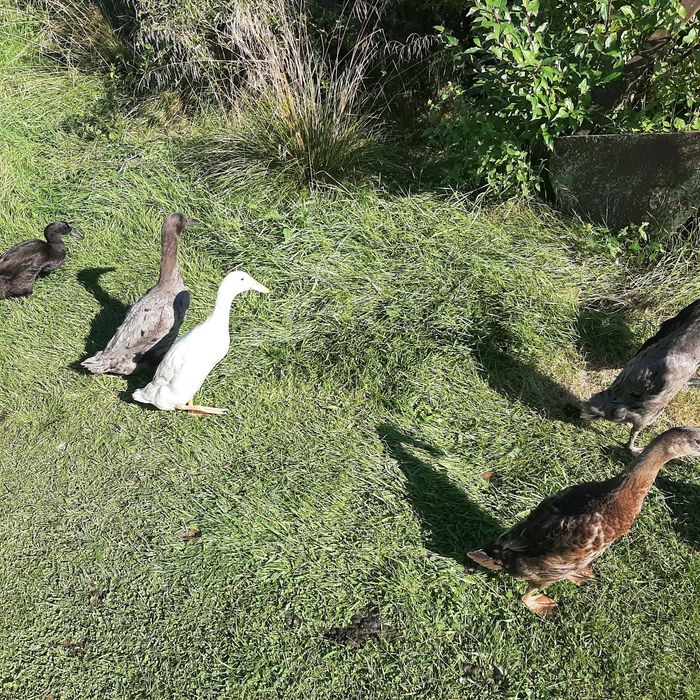 Kaczki biegusy indyjskie