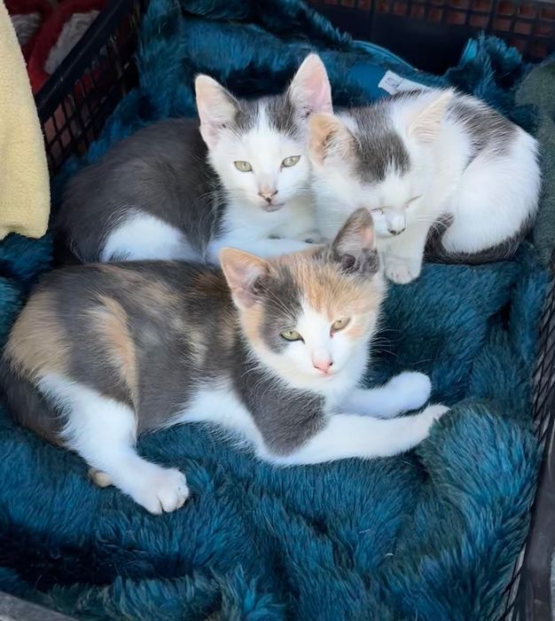 Котята ищут семью