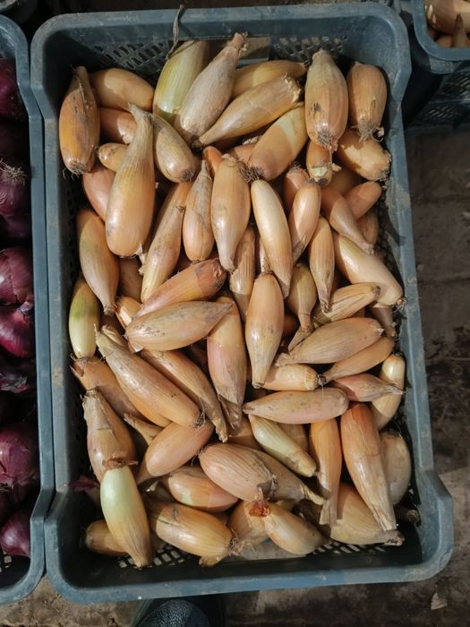 Sprzedaż detaliczna i hurtowa warzyw