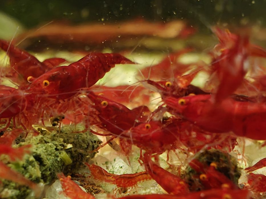 Krewetki Neocaridina Bloody Mary OE