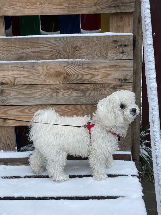 Вязка Бішон фрізе