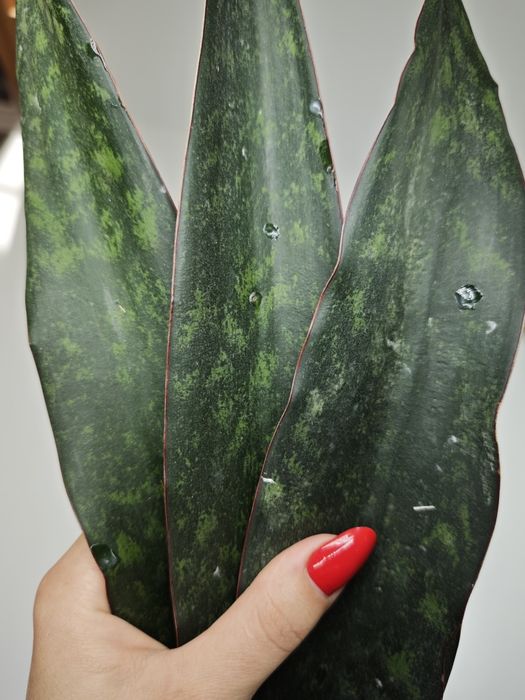 REZERWACJA Sansevieria Ngare Nanyuki