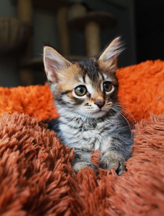 Маленька смугаста киця Тигруля чекає на тебе! Кошеня 3м (котенок)