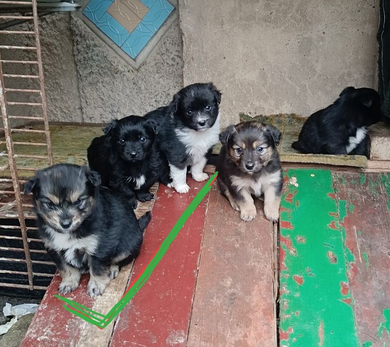 Щенки / В хорошие руки/ Подарю