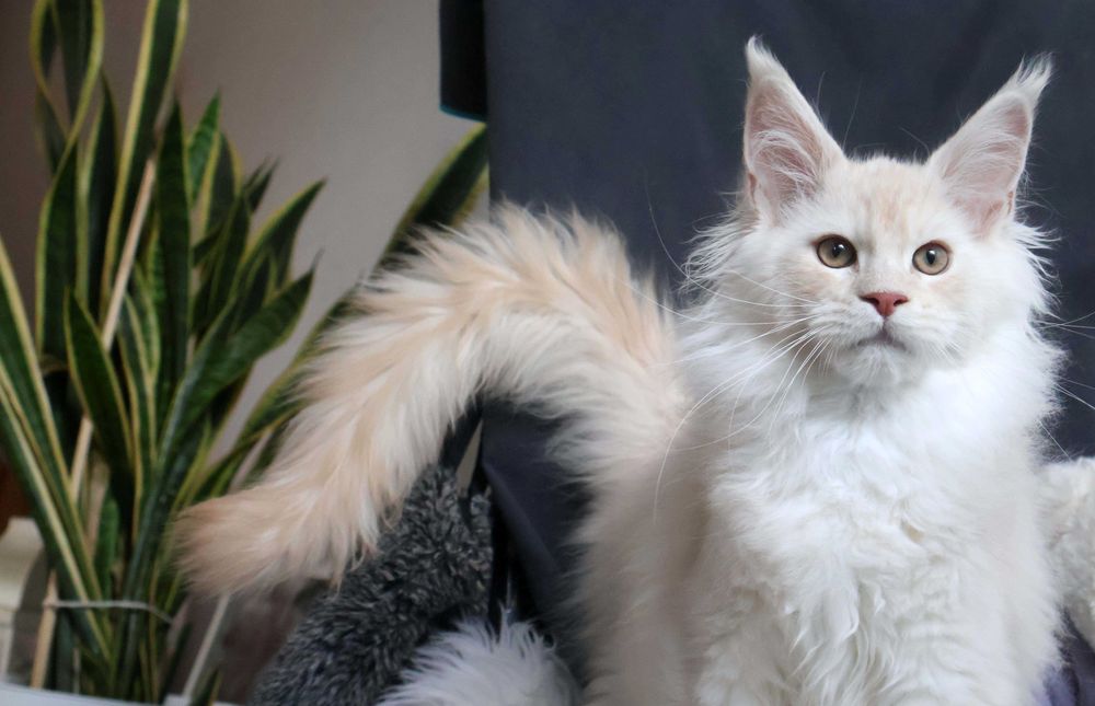 Kochane lwiątko Maine coon