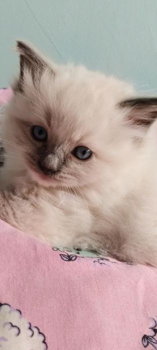 Śliczny kocurek ragdoll