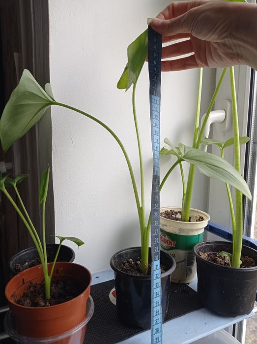 Квітка Калла, кімнатна,