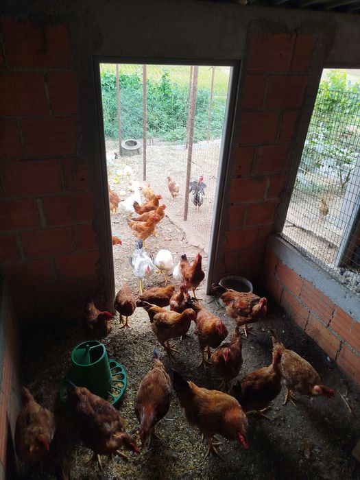 Galos Caseiros à Venda