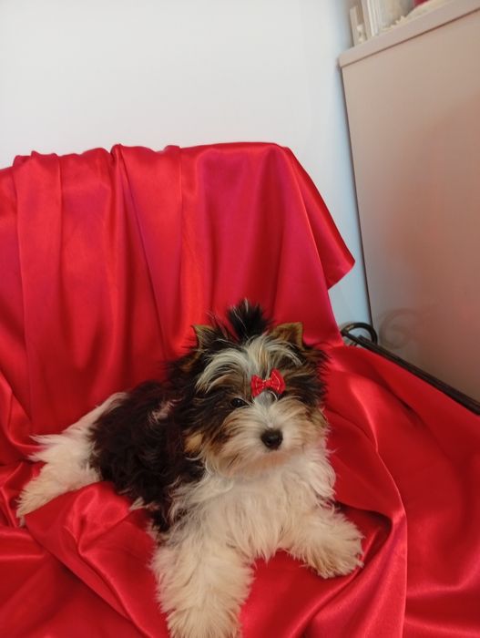 Samczyk Dasti z metryką ZKwP/FCI Biewer Yorkshire terrier.
