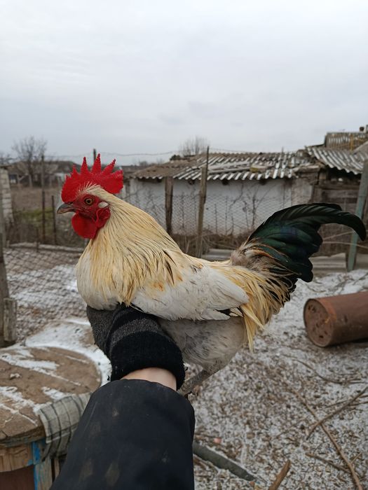 Бентамочки декоративные инкубационные яйца