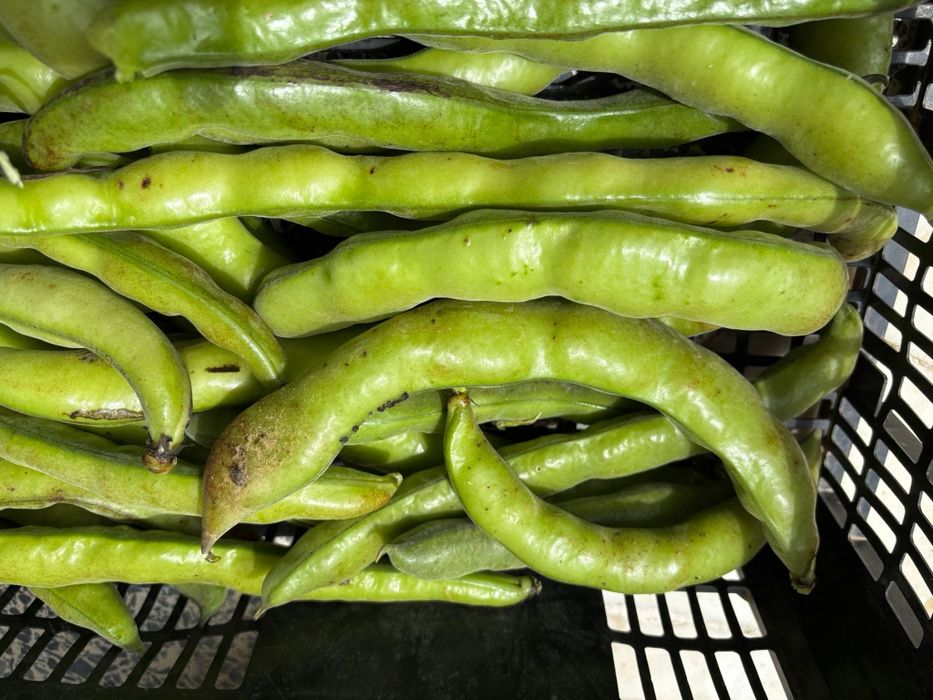 Favas com casca ou descacadas