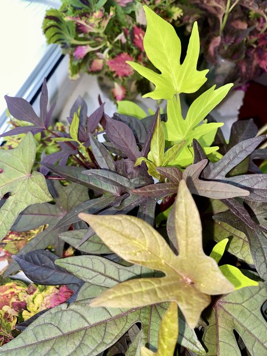 Колеуси сортові зрізі вкоріненІпомея страдесканція