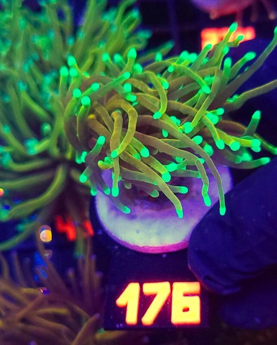 Euphyllia glabrescens Hellfire 2h (176) [Koralowiec]