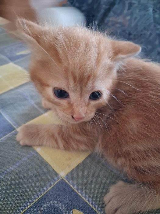 Gatinhos com 1 mês