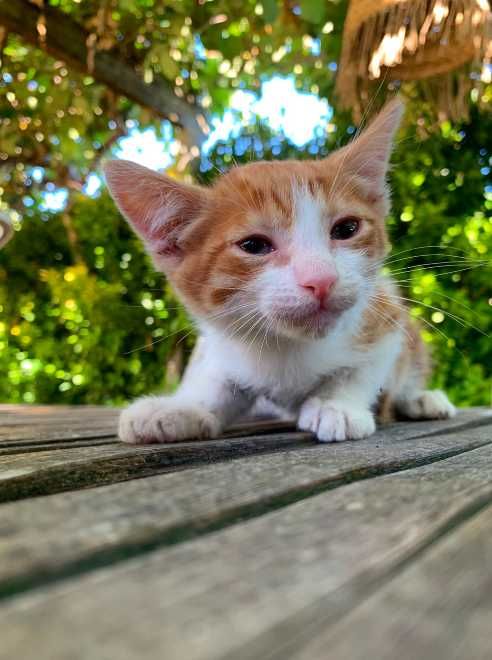 gato bebé adoção