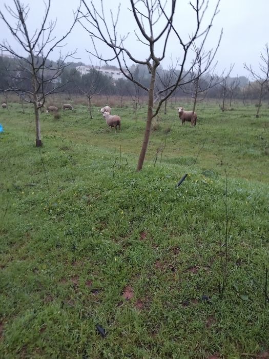 Vende--se  borrego com 6 meses