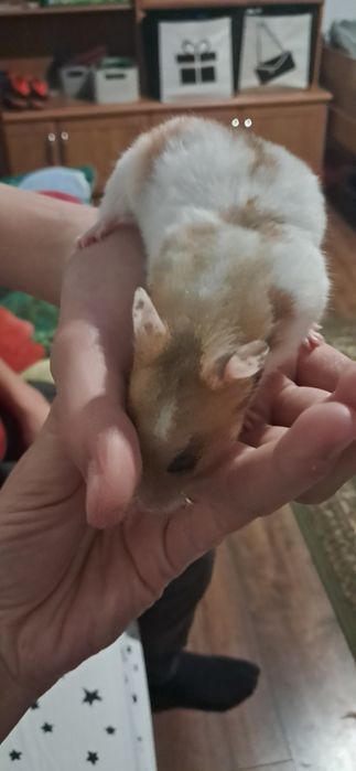 Oddam półrocznego chomika syryjskiego