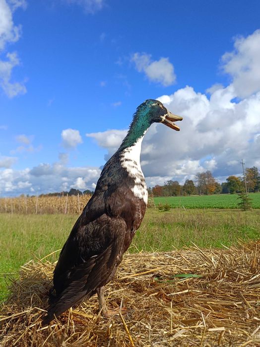 Sprzedam Kaczorki biegus