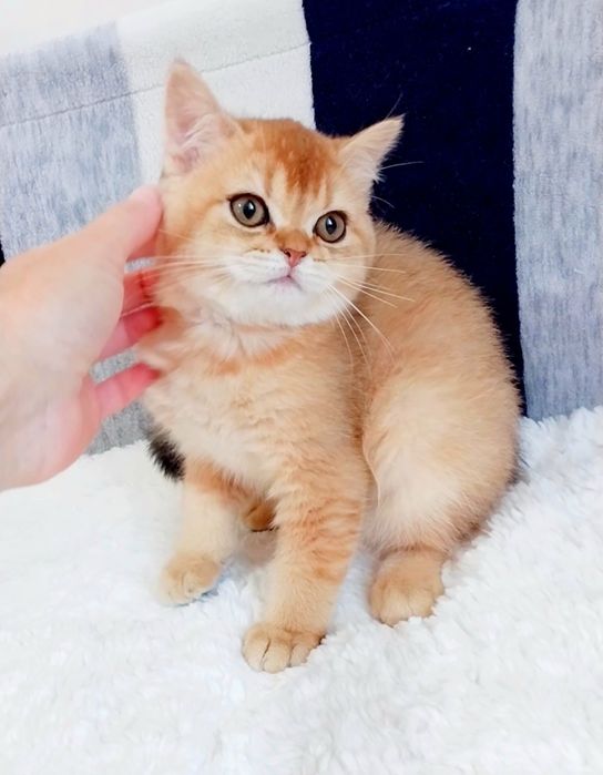 Щокаста шотландська кицюнечка Золота шиншила