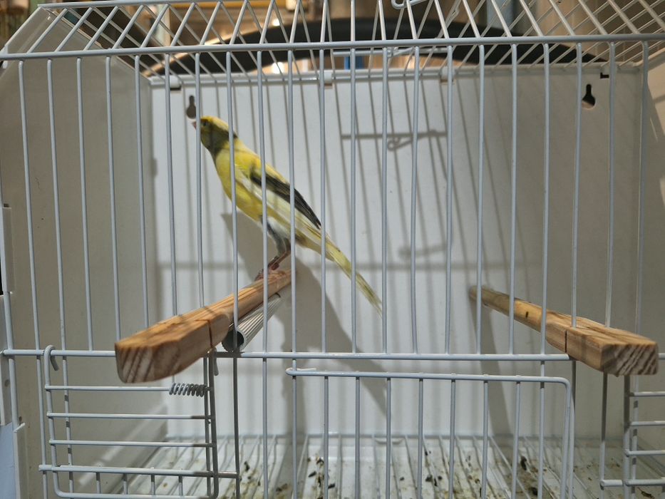 Canario largues espanhol