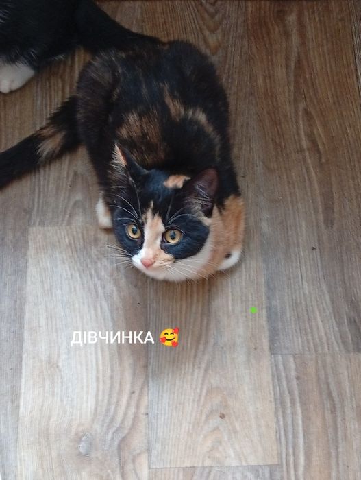 Красива кішечка чекає на люблячу сім'ю