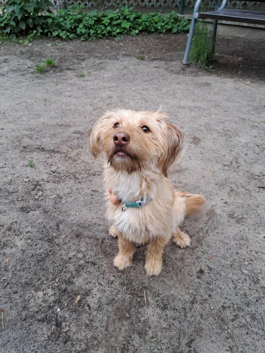 Sunia szuka odpowiedzialnego domu