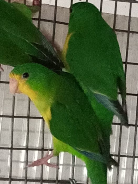 Casal Periquito limão