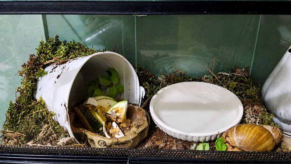 Leśne runo, podłoże- naturalna ściółka do terrarium