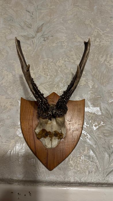 Poroże gotowe do powieszenia