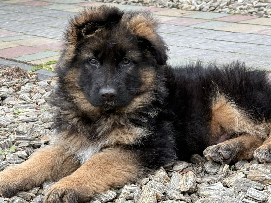 Цуценята німецької вівчарки Ксу