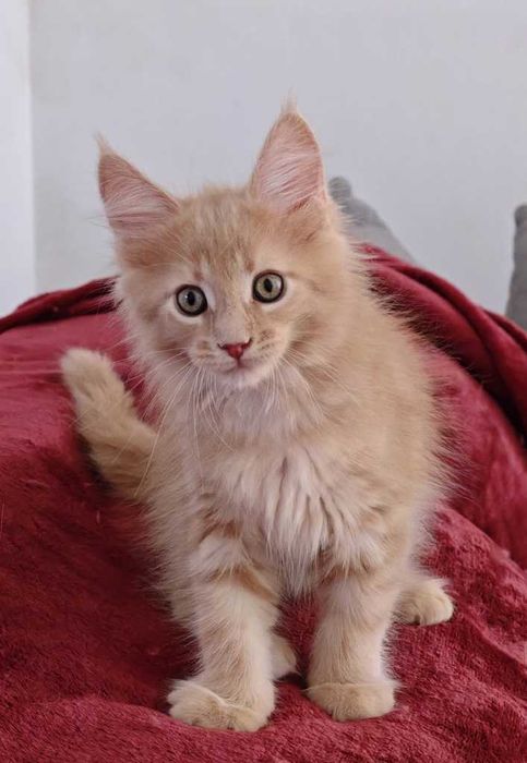 Maine coon koteczka Triana