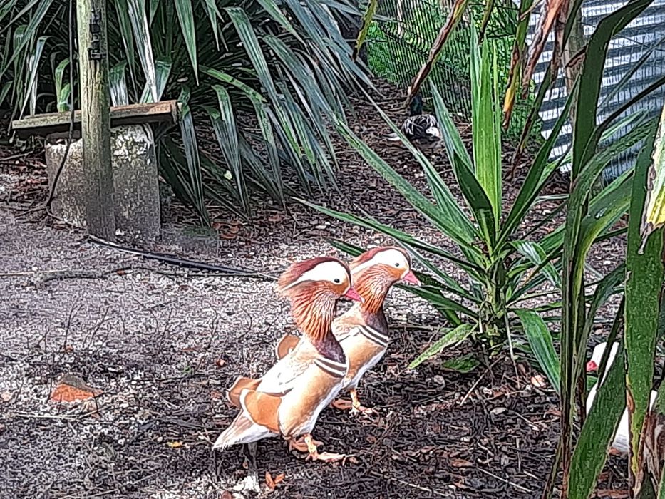 Patos mandarim e carolino