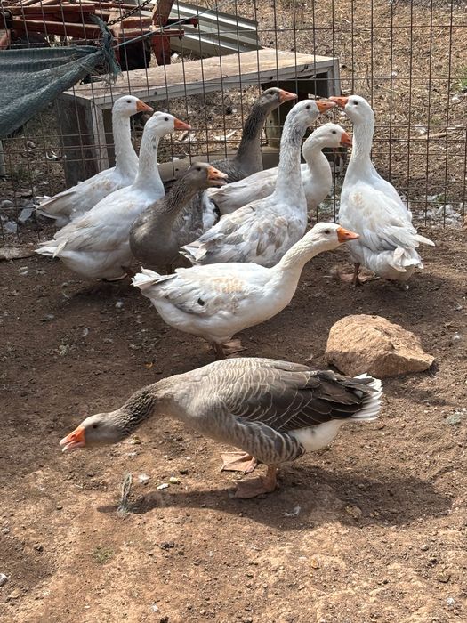 Patos gansos Toulouse