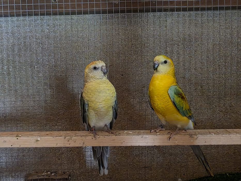 Pássaros para venda