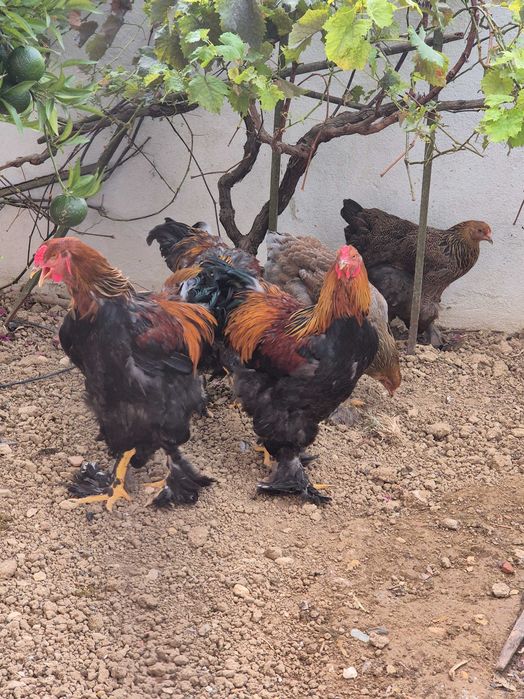 Brahma perdiz dourado