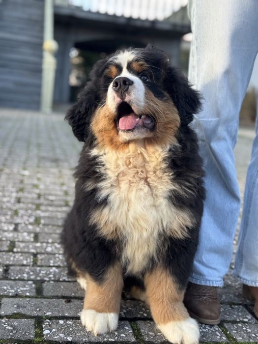 Boiadeiro de Berna / Bouvier Bernois / Boieiro de Berna