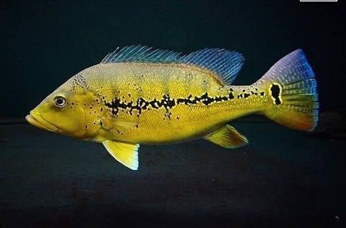 Bass z Xingu , Cichla Rio Xingu