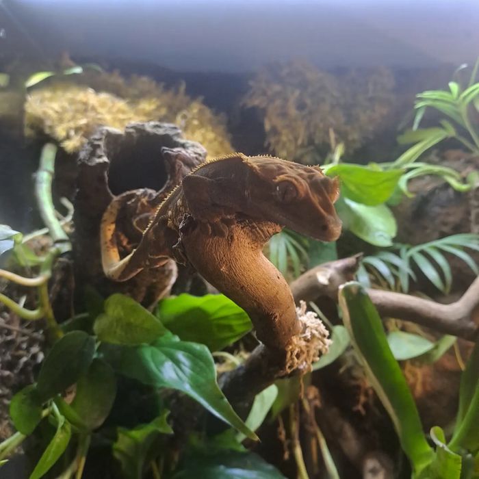 Gekon orzęsiony z terrarium