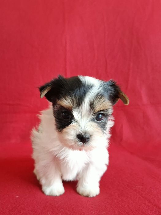 York biewer yorkshire terrier biewer piesek rodowód 4ro pokoleniowy