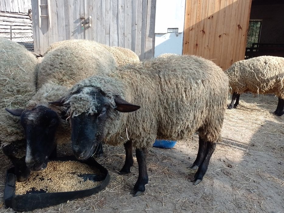 Baran czarnogłówka