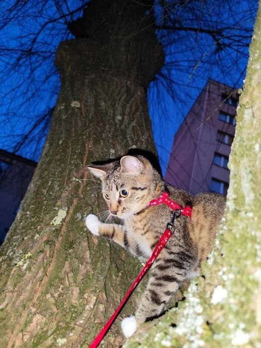 Zaginiona koteczka bura