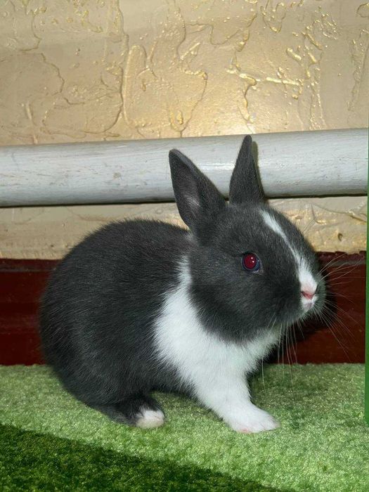 Милі пухнасті кролики