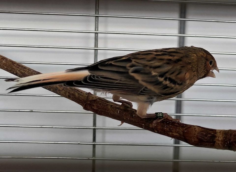 Kanarki młode 26 samce i samice kanarek melaninowe ciemne