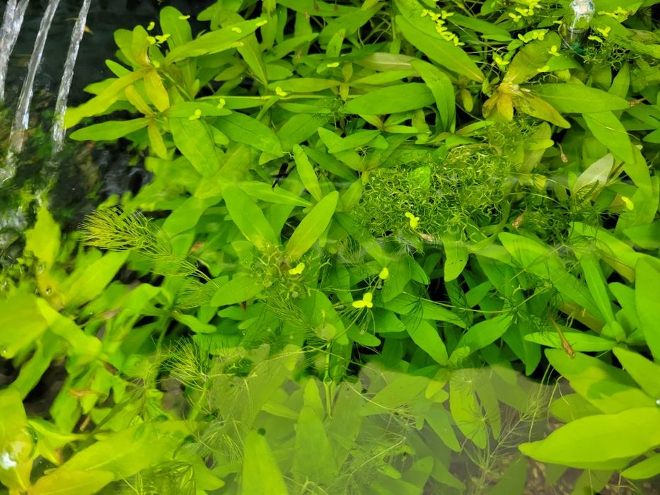 4x roślinki akwariowe Hygrophila + Rogatek + Wgłębka + Limnophila Sess