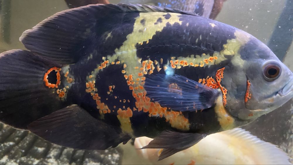 TABU Pielegnice pawiookie W-wa