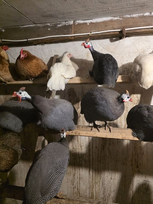 Sprzedam samce perlików